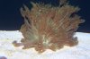 Coral 010.jpg