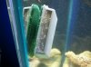 snail eggs.jpg