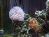 Frogspawn_Bubble.jpg