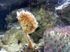 sponge.jpg
