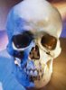 skull to post.jpg