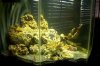 mini-My 50gal Tank.jpg