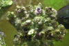 rock1 copy.gif