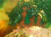 ballurchin.jpg
