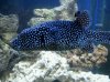 new puffer.jpg