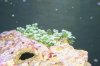macroalgae1s.JPG
