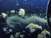 Worm.jpg