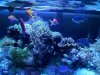 algea.jpg