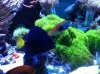 purpletang.JPG
