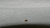 snail.jpg