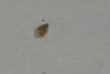 snail copy.jpg