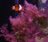 red_algae[1]%20nightmare.jpg