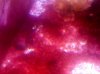 ImageUploadedByTapatalk1302280633.743986.jpg