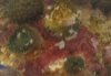 coral.JPG