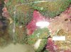 coral1.JPG