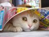 scared-cat.jpg