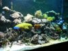 reef pics 001s.jpg