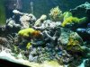 reef pics 002s.jpg