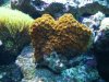 reef pics 005s.jpg