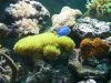 reef pics 006s.jpg
