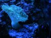 Resize Anemone 4 21 o8.jpg