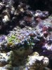 new tank 003.jpg