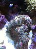 clam2.jpg