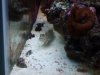 Pink Spot Goby.JPG