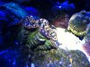 clam2.jpg