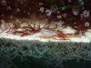 Amphipod 5.4.12.JPG