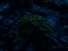 Zoa Colony 5.4.12.JPG