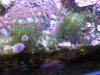 IMG01785-20120505-1643.jpg