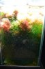 chaeto_before.jpg