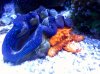 New Clam.jpg