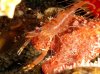 twoclawshrimp1.jpg