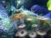Tank Algae 003 comp.jpg