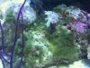 Tank Algae 004 comp.jpg