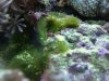 Tank Algae 002 comp.jpg