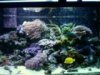 Tank Algae 001 comp.jpg