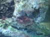 maroon on rock.JPG
