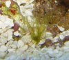 algae.jpg