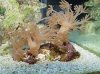 algae_2.jpg