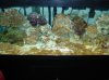 Algae.JPG