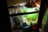 Aquarium 052.jpg