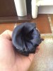 ImageUploadedByTapatalk1379581746.151211.jpg