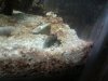 crab.jpg
