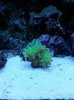 Frogspawn.jpg