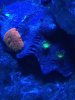 RedShroomGreenpalys.jpg