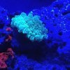 Frogspawn.jpg