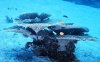 coral03d_480.jpg